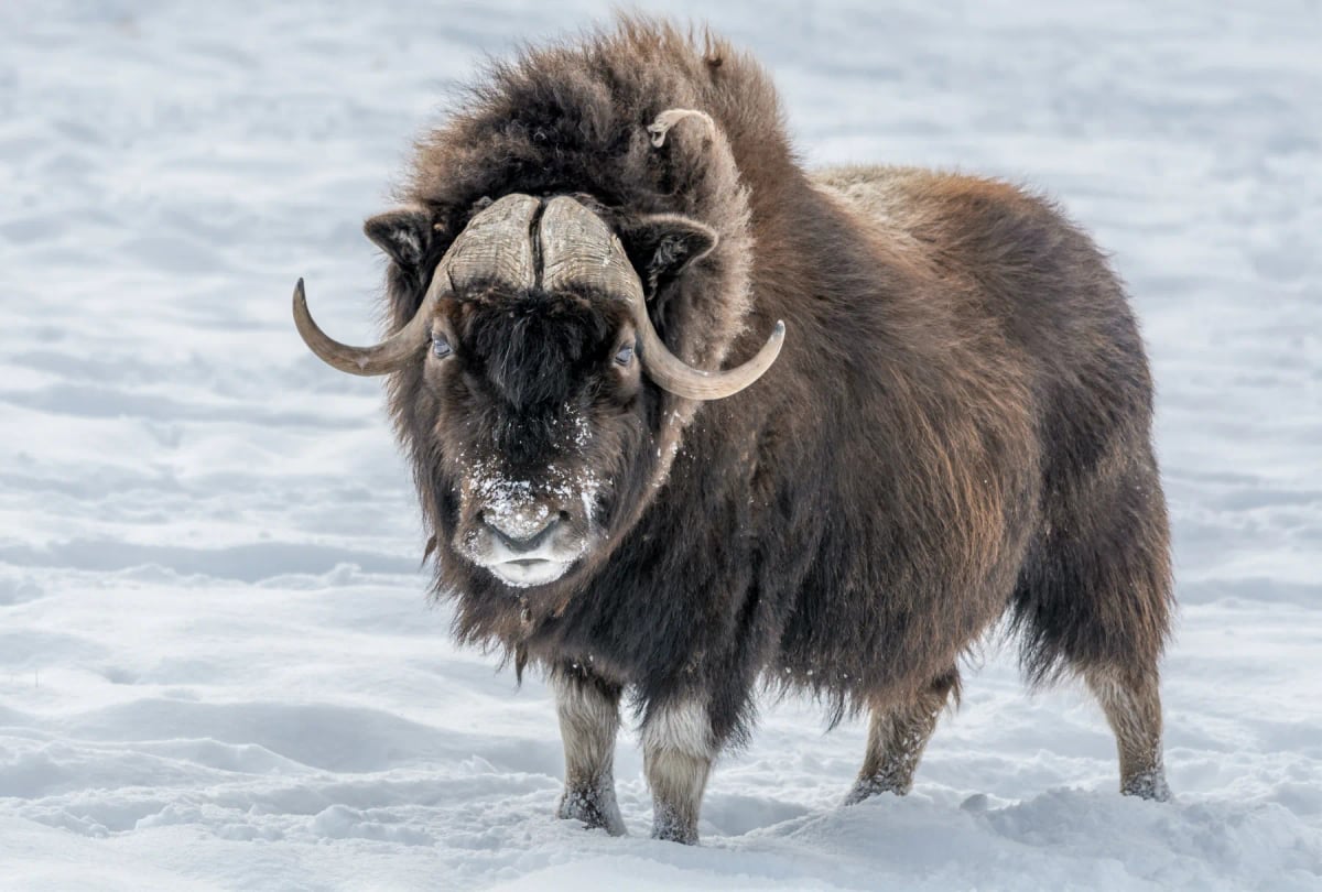 Musk Ox