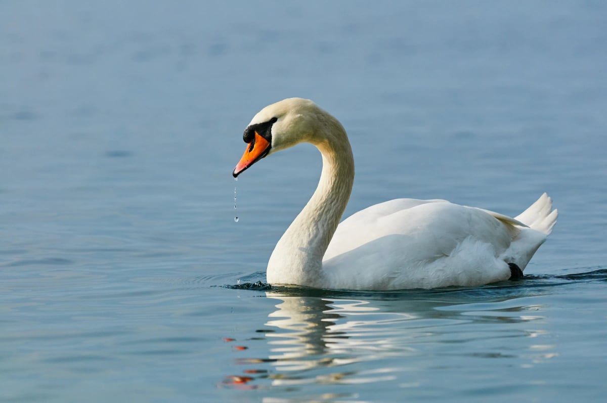 Photo by LuCaAr on iStock Mute Swan in the wild
