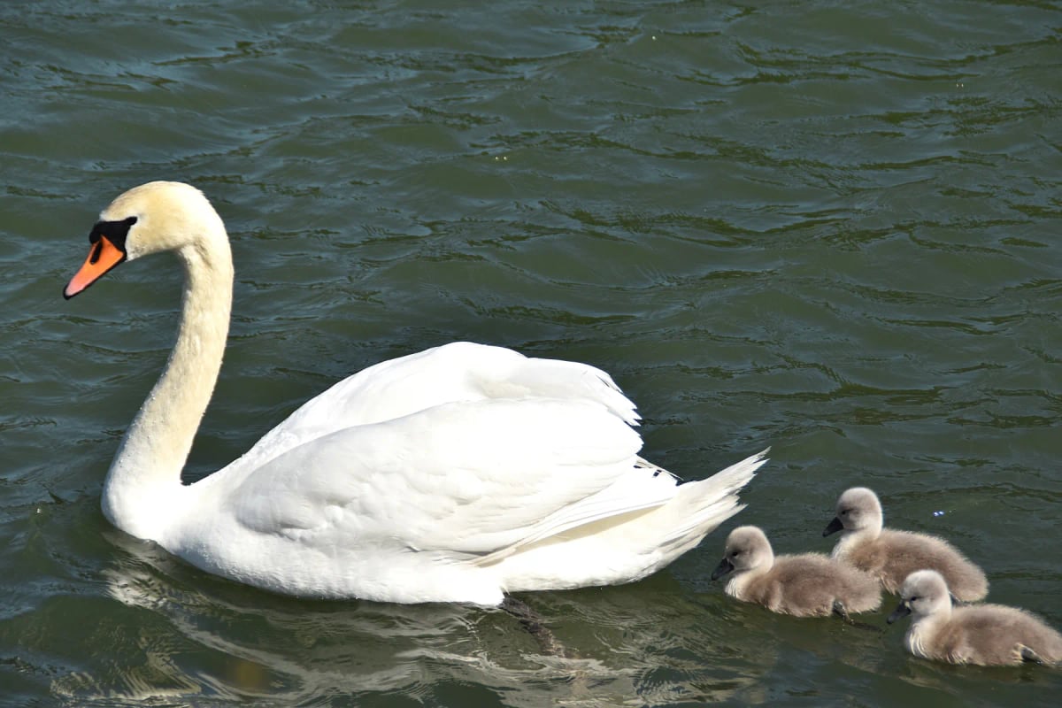 Mute Swan in the wild