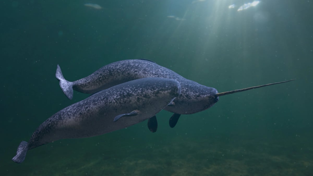 Photo by dottedhippo on iStock Narwhal in the wild