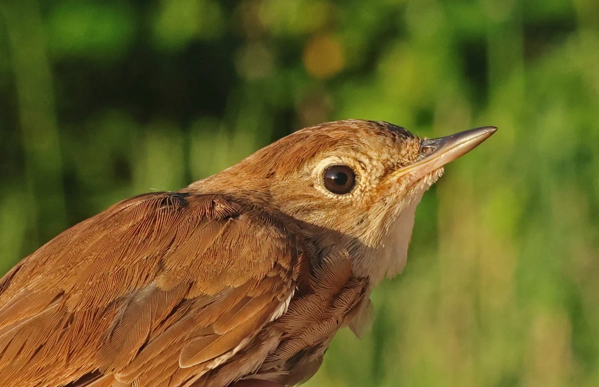 Photo by neil bowman on iStock Nightingale in the wild