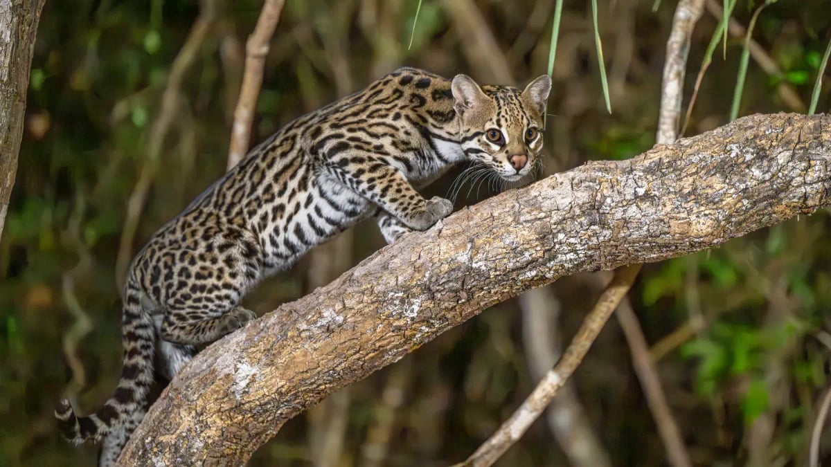 Photo by ARUBA48 on iStock Ocelot in the wild