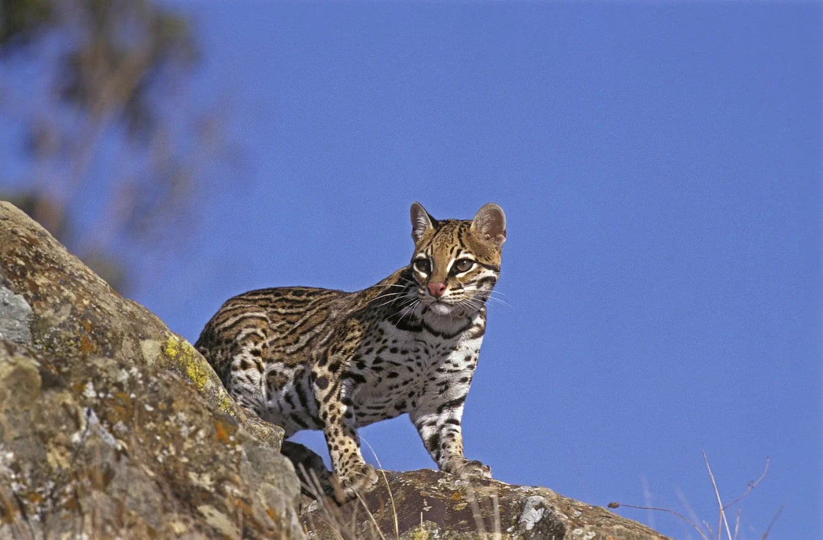 Ocelot in the wild