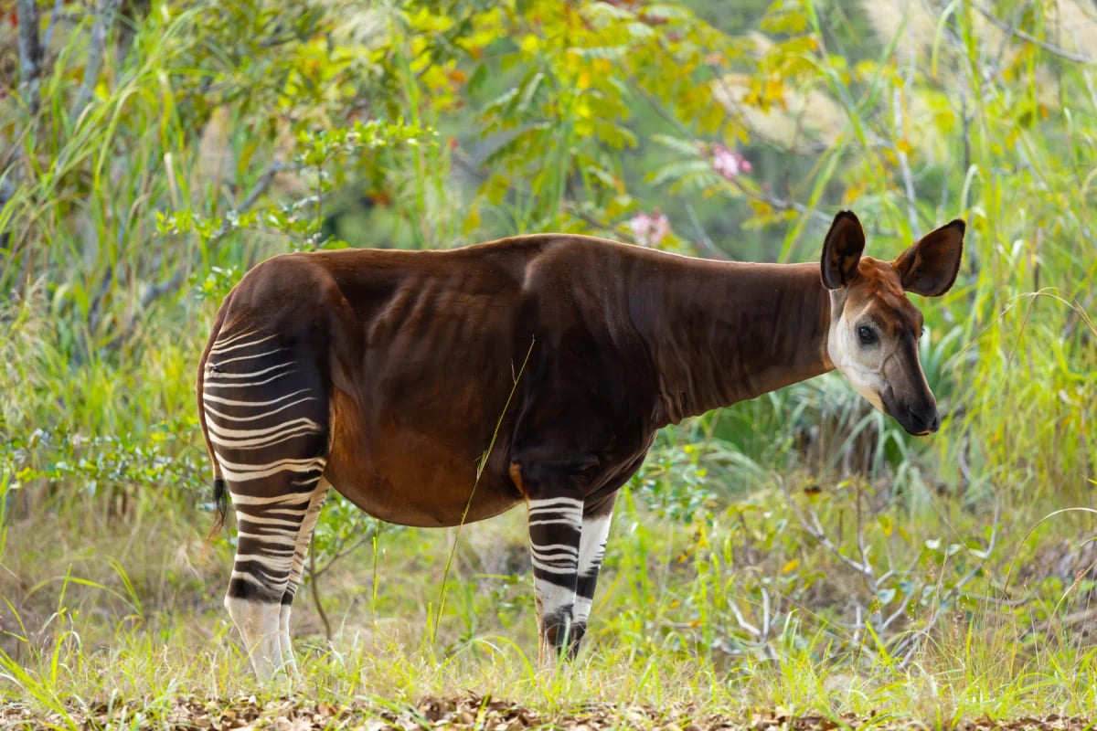 Okapi