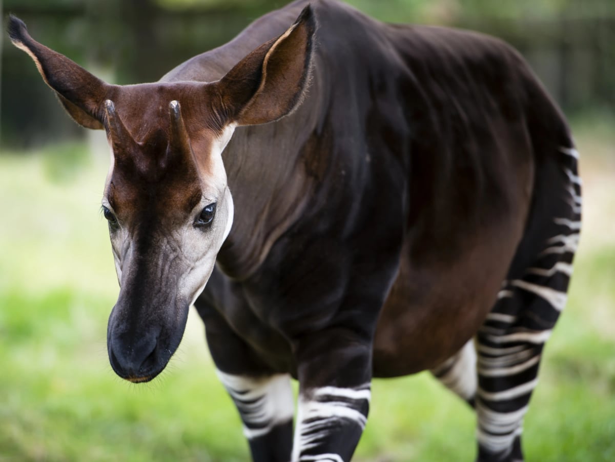 Photo by Mohana-AntonMeryl on iStock Okapi in the wild