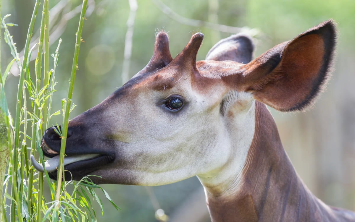 Okapi in the wild