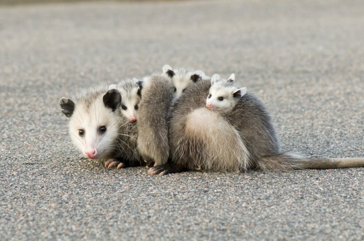 Opossum