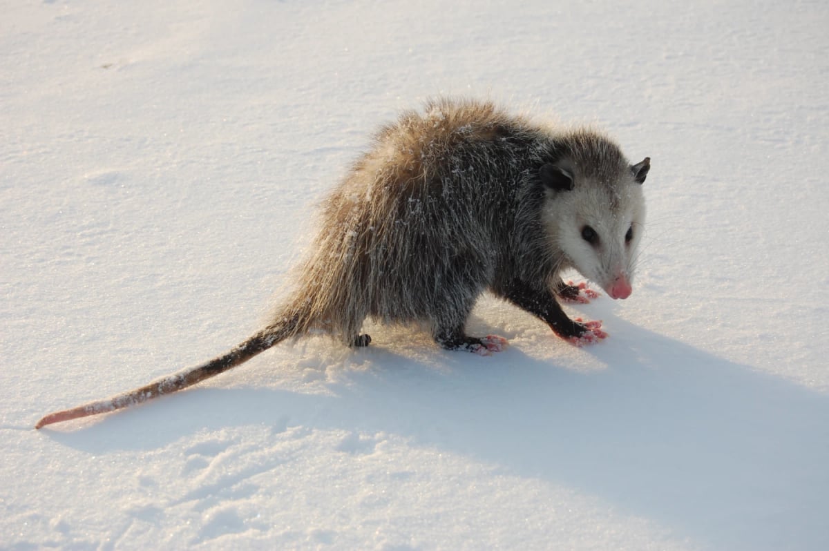 Photo by SmileLikeUMeanIt on iStock Opossum in the wild