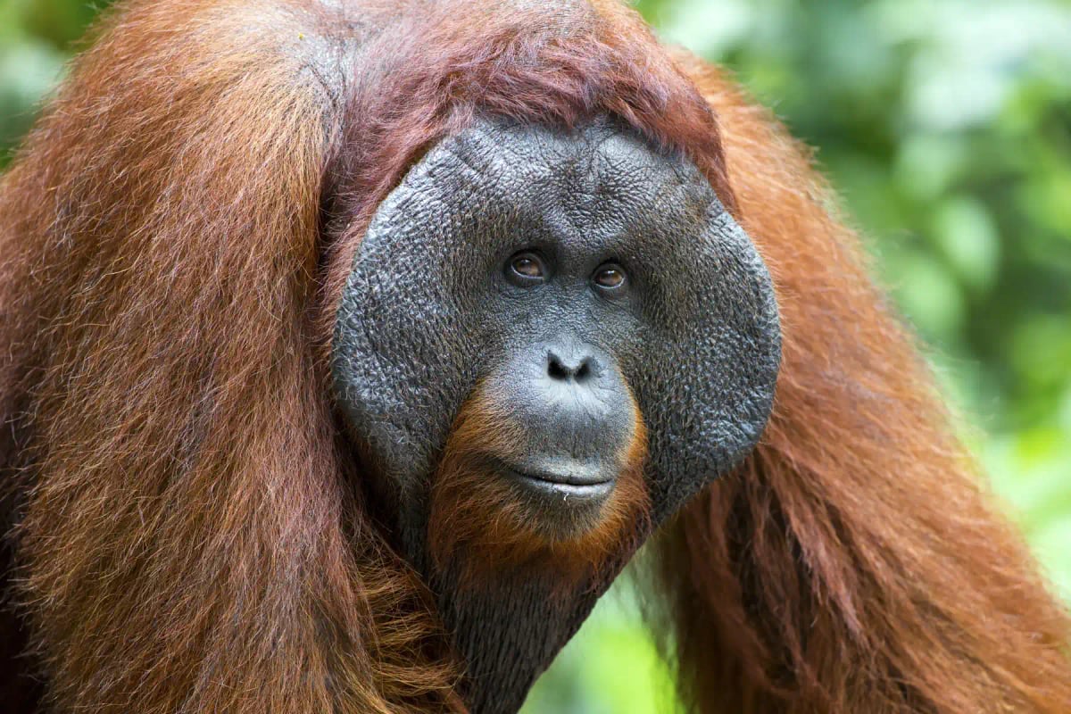 Photo by davidevison on iStock Orangutan in the wild