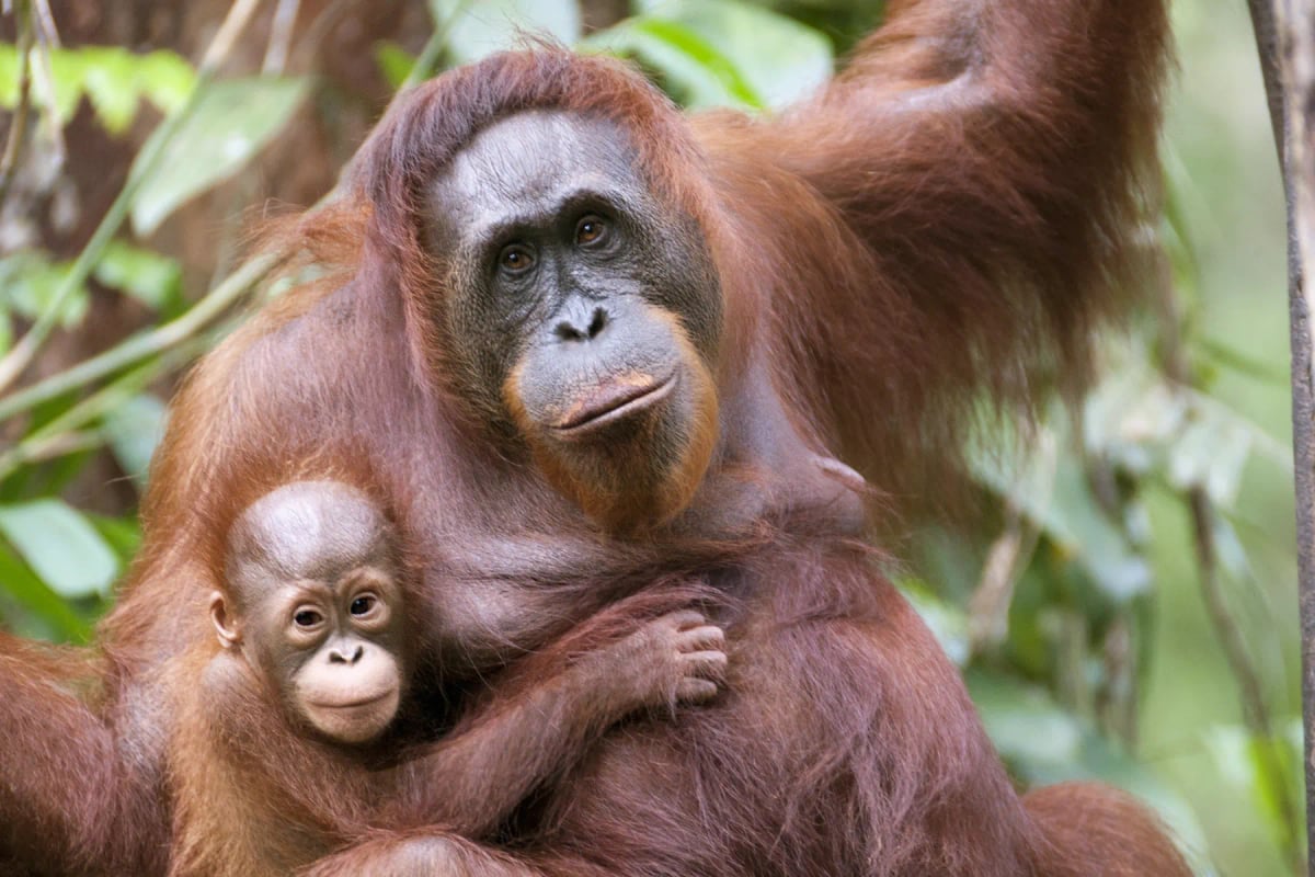 Orangutan in the wild