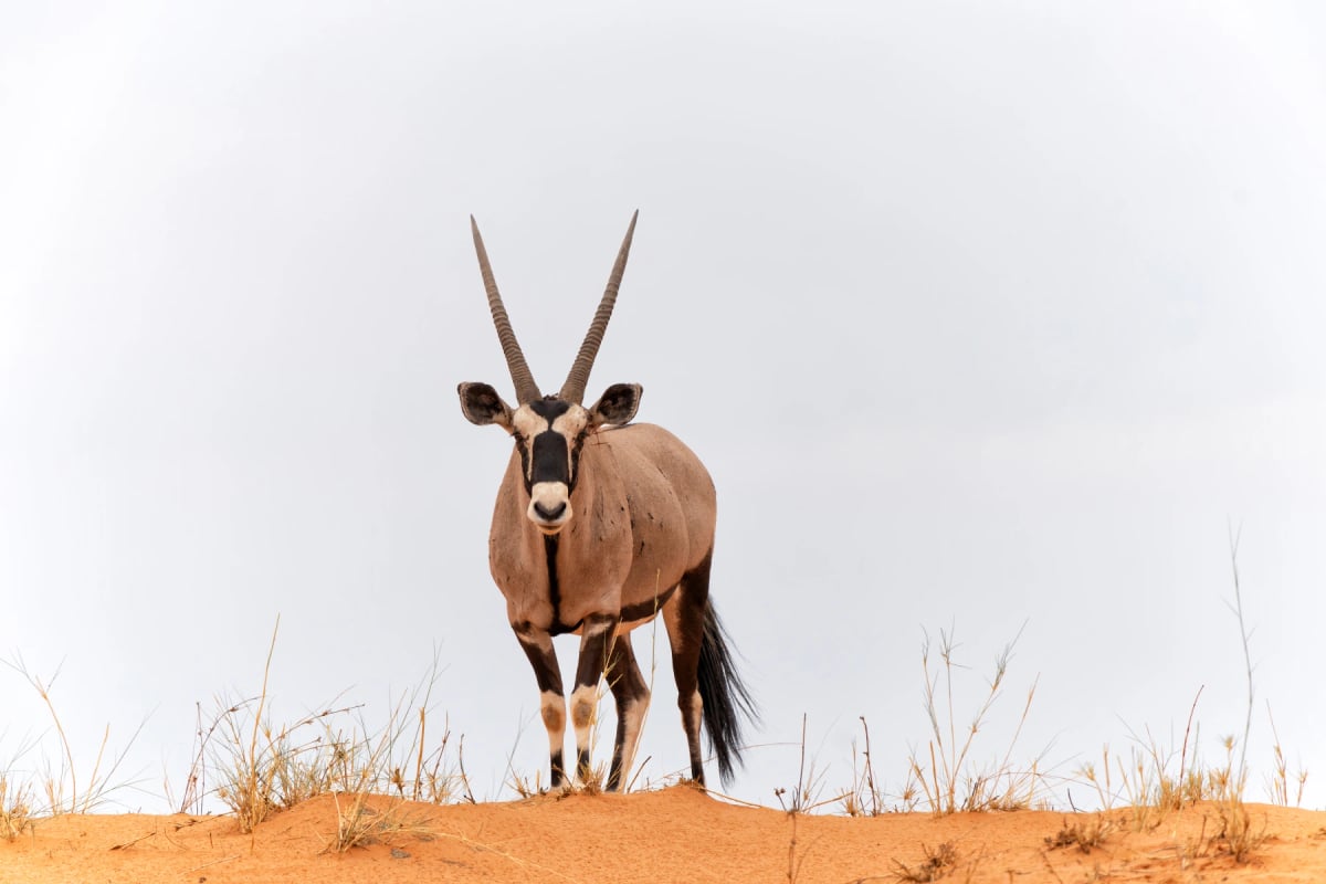 Oryx