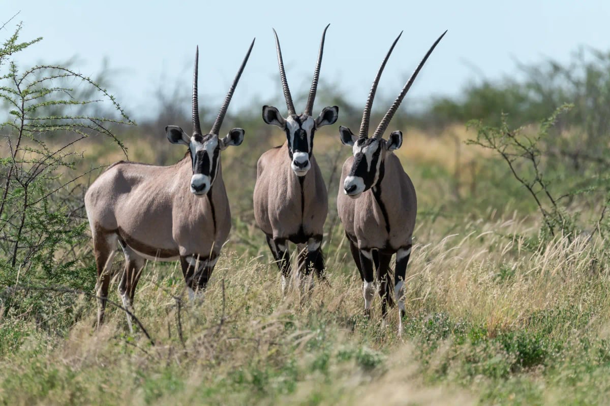 Photo by Davide Antoniani on iStock Oryx in the wild