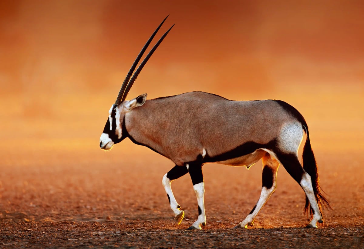 Oryx in the wild
