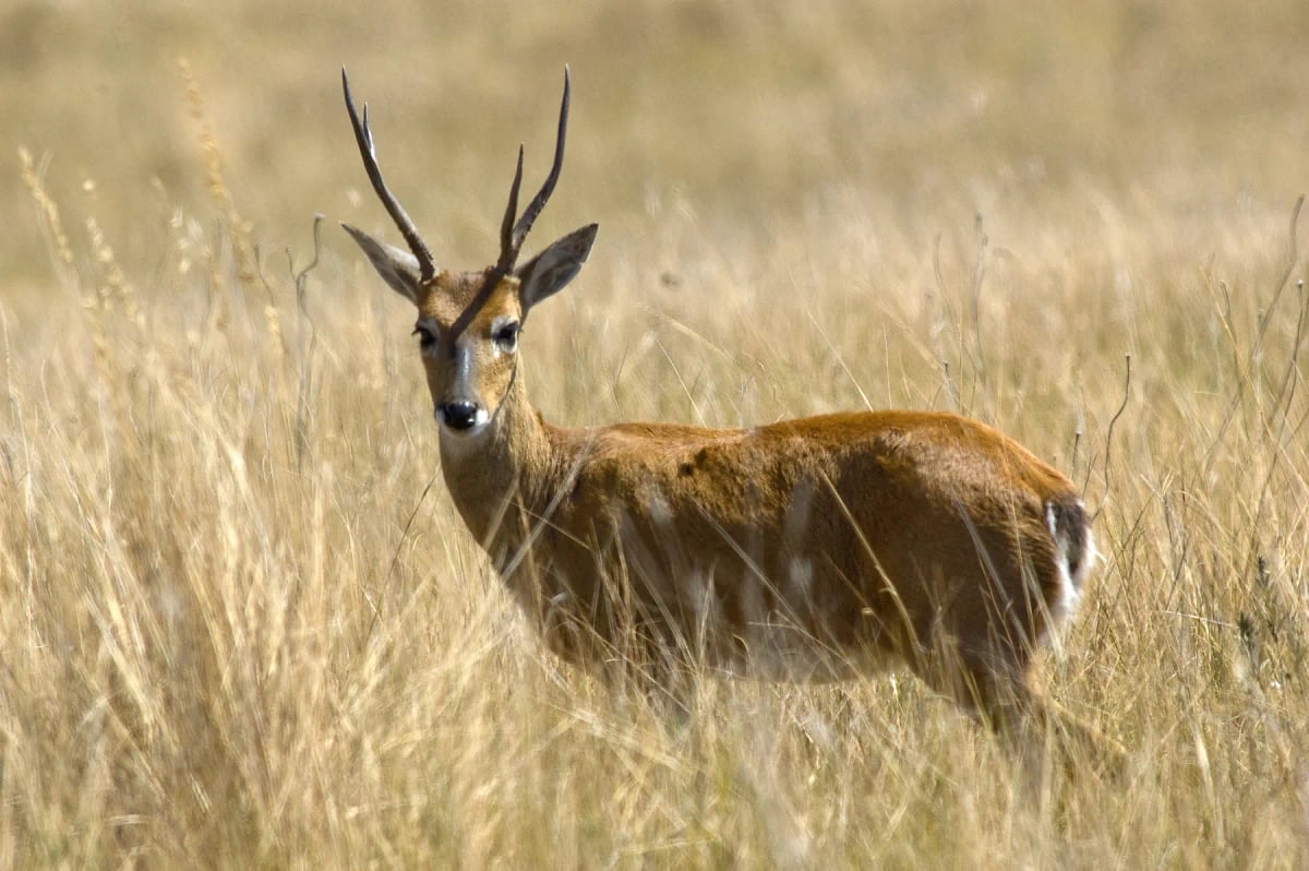 Pampas Deer