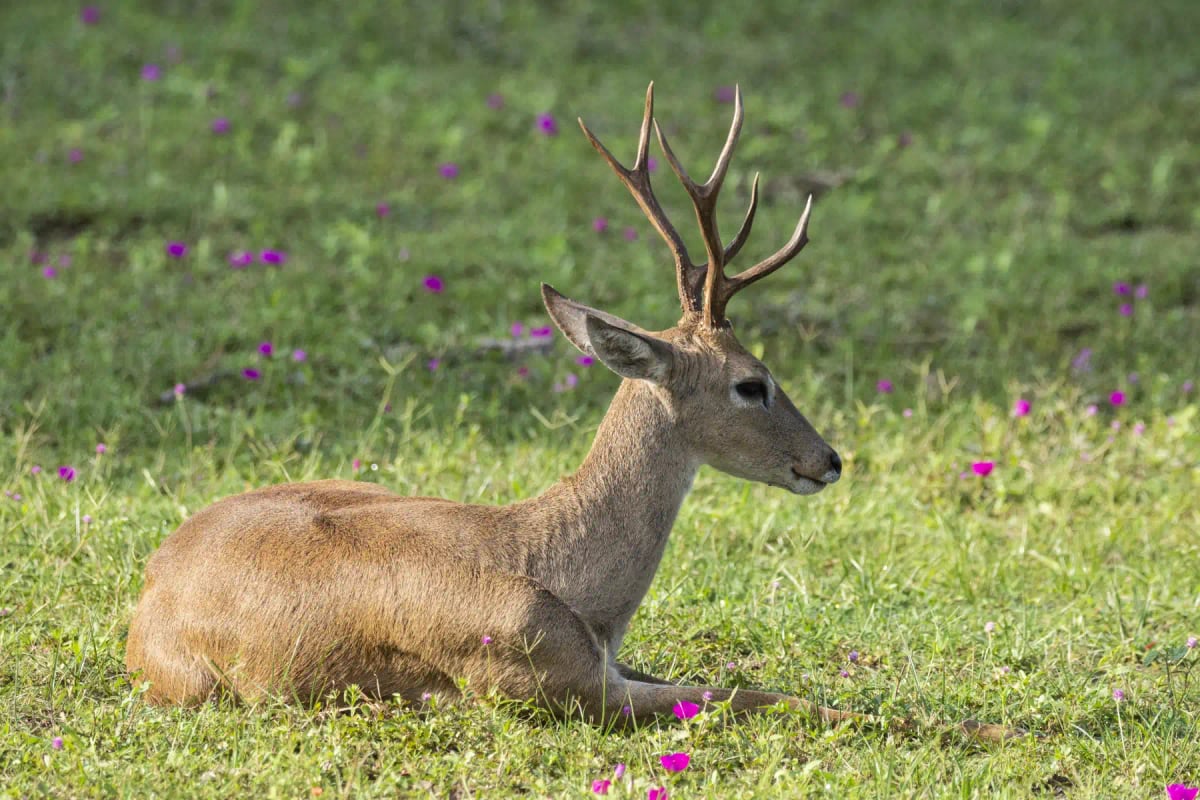 Photo by Cavan Images on iStock Pampas Deer in the wild