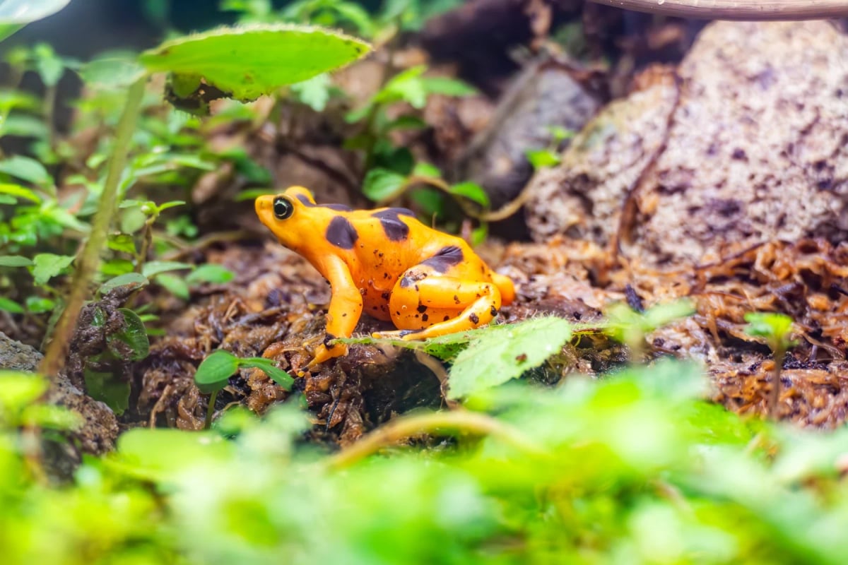 Photo by travelview on iStock Panamanian Golden Frog in the wild