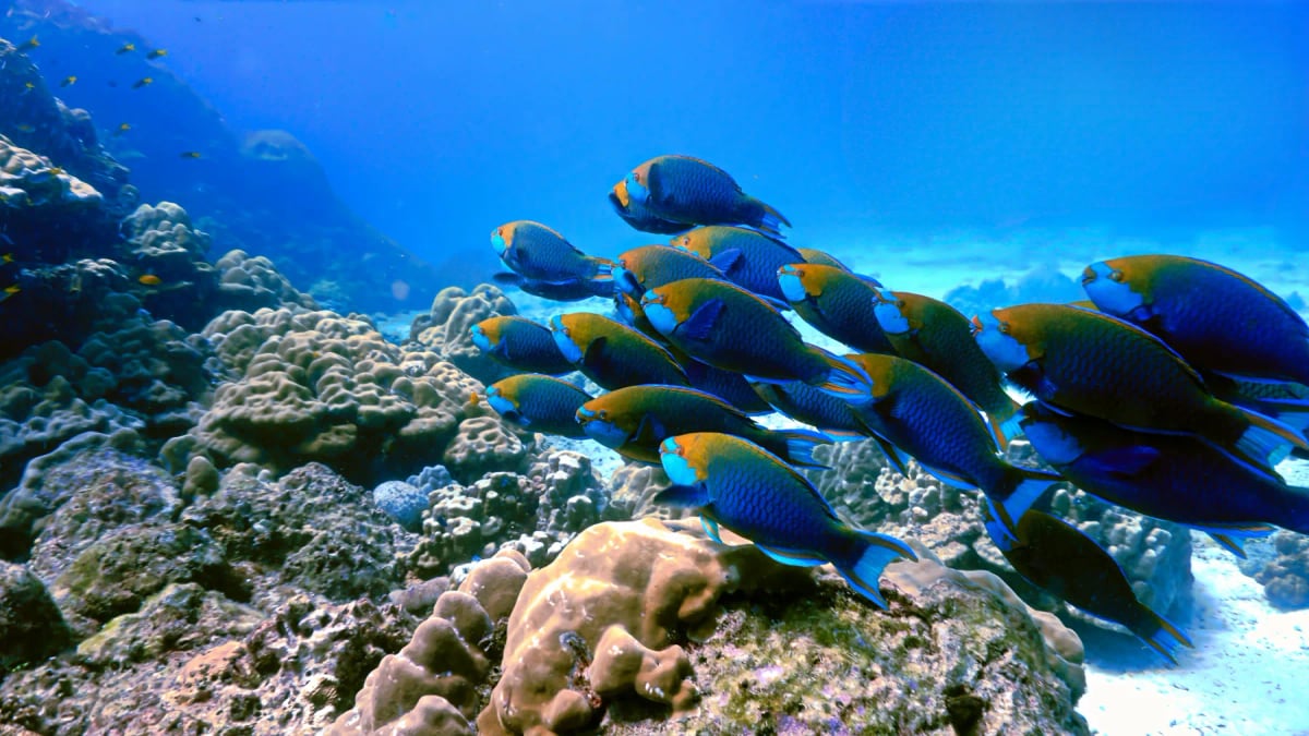 Photo by Johan Holmdahl on iStock Parrotfish in the wild