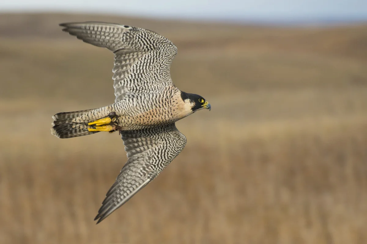 Photo by SteveOehlenschlager on iStock Peregrine Falcon in the wild