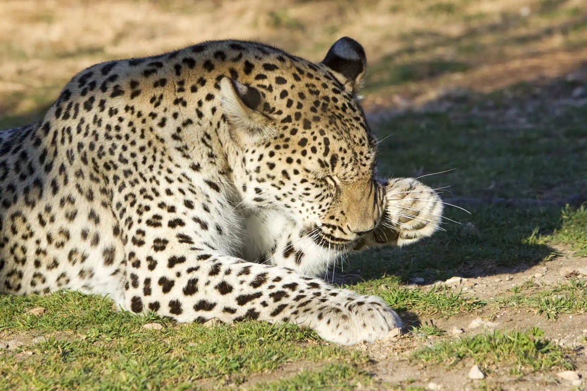 Photo by Michel VIARD on iStock Persian Leopard in the wild