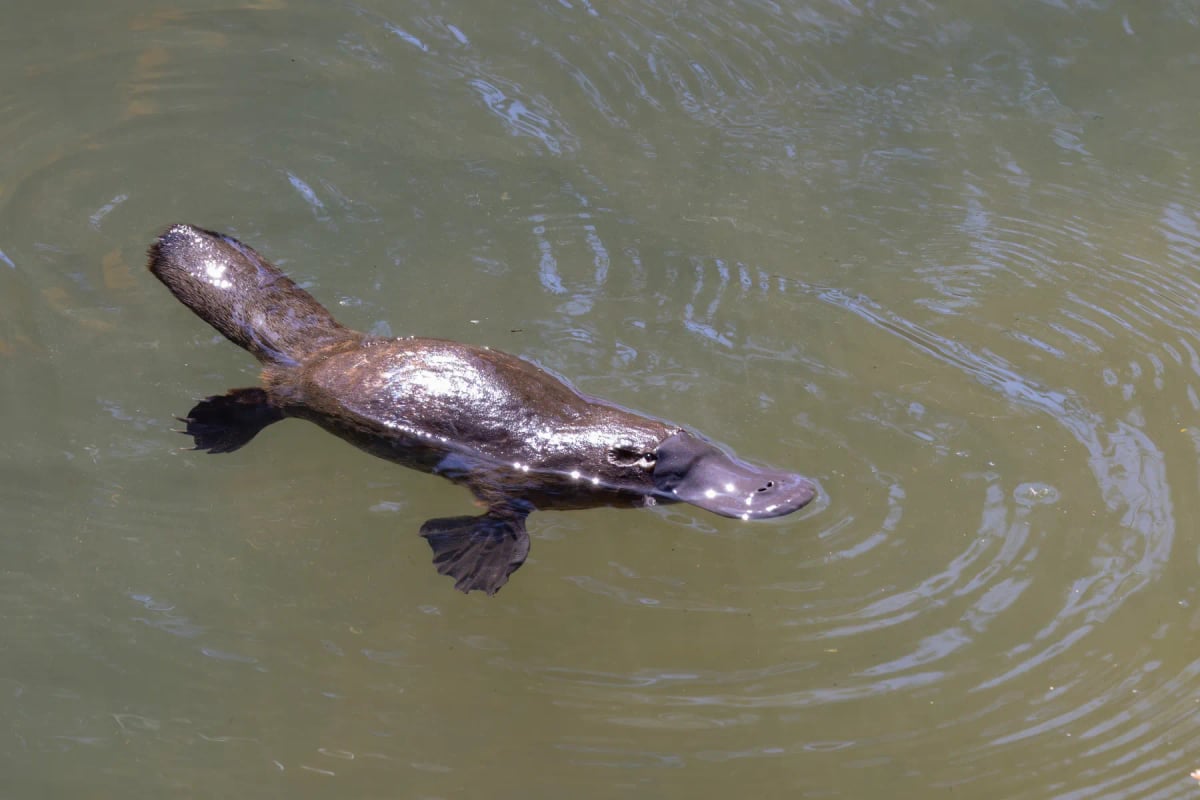 Photo by crbellette on iStock Platypus in the wild