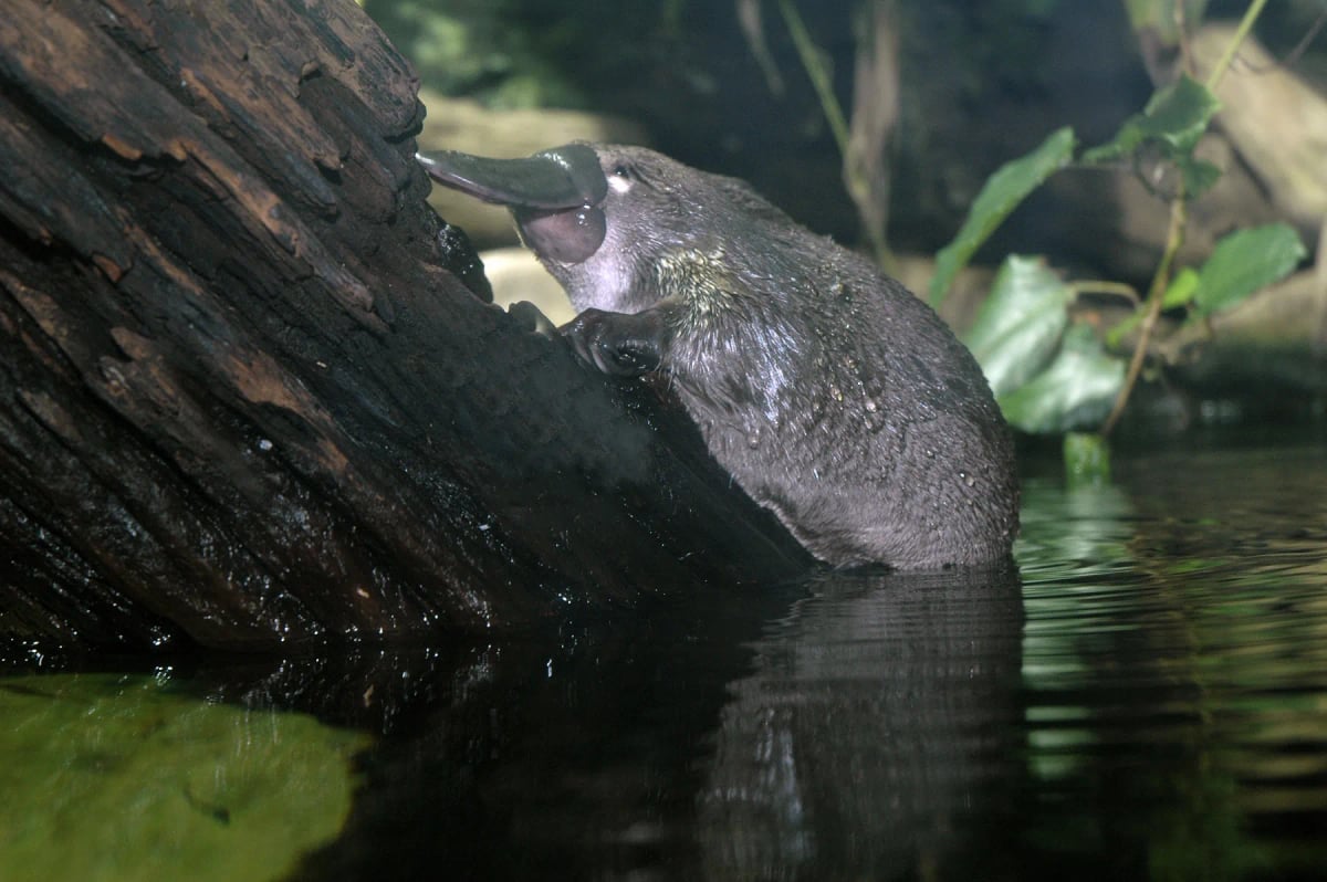 Platypus in the wild