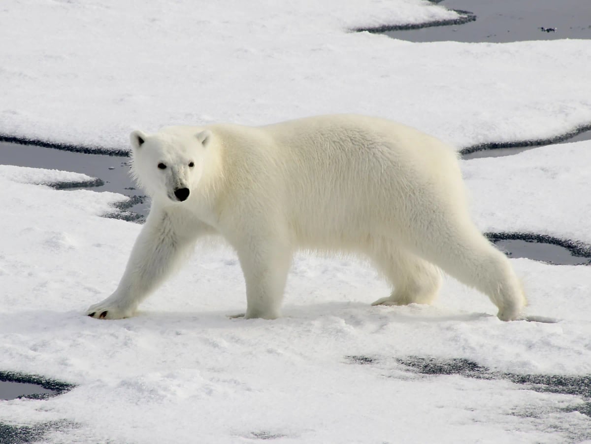 Photo by Ehud Kauf on iStock Polar Bear in the wild
