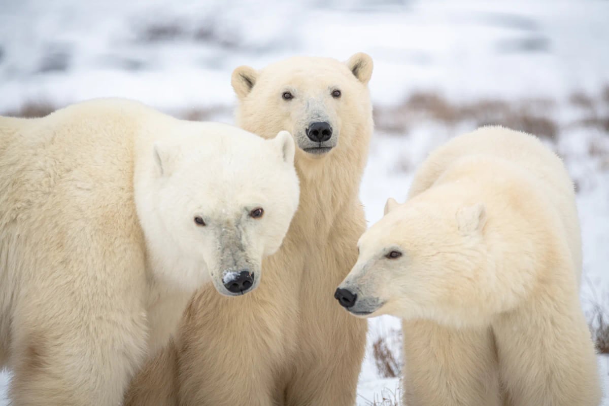 Polar Bear in the wild