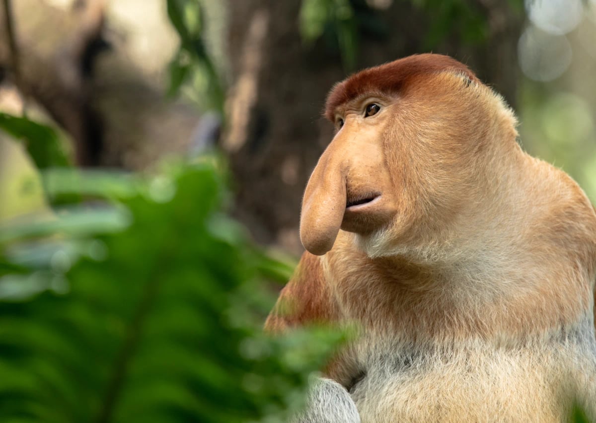 Photo by lillitve on iStock Proboscis Monkey in the wild