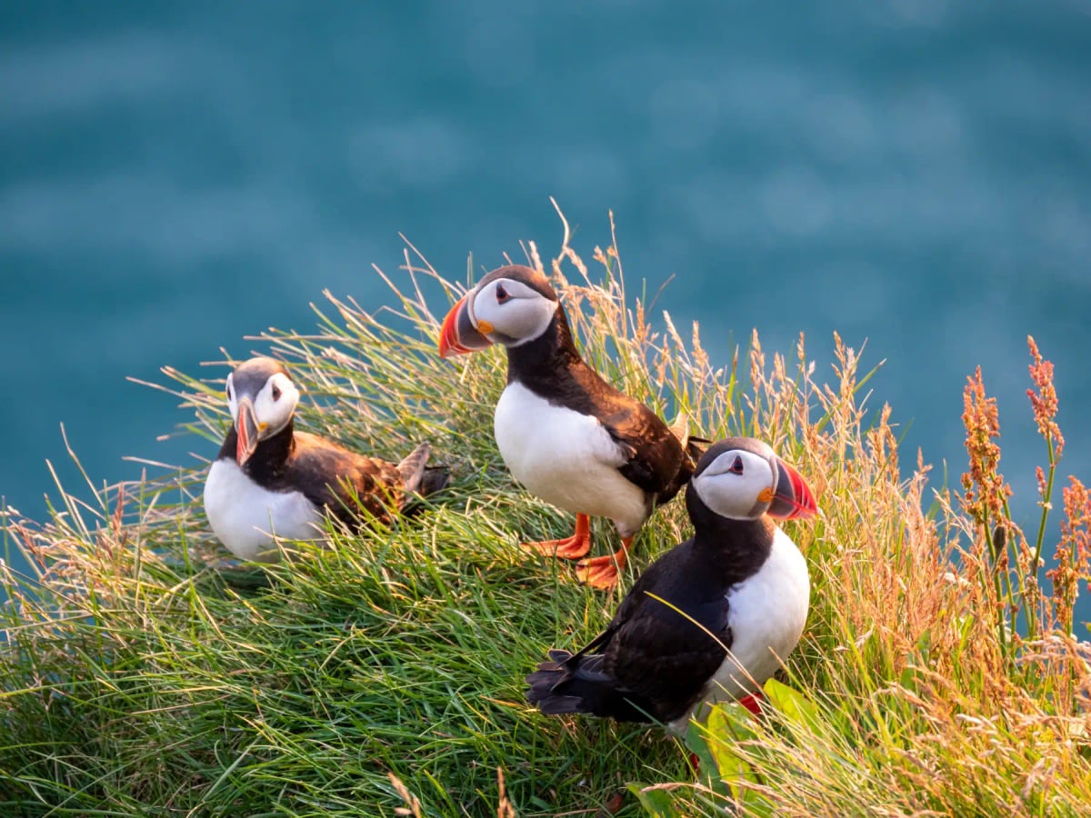 Photo by bzzup on iStock Puffin in the wild