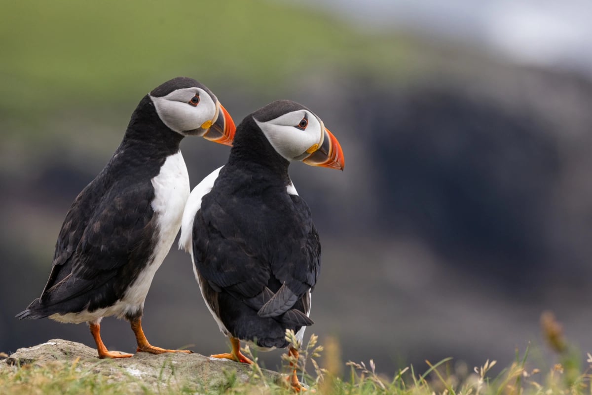 Puffin in the wild