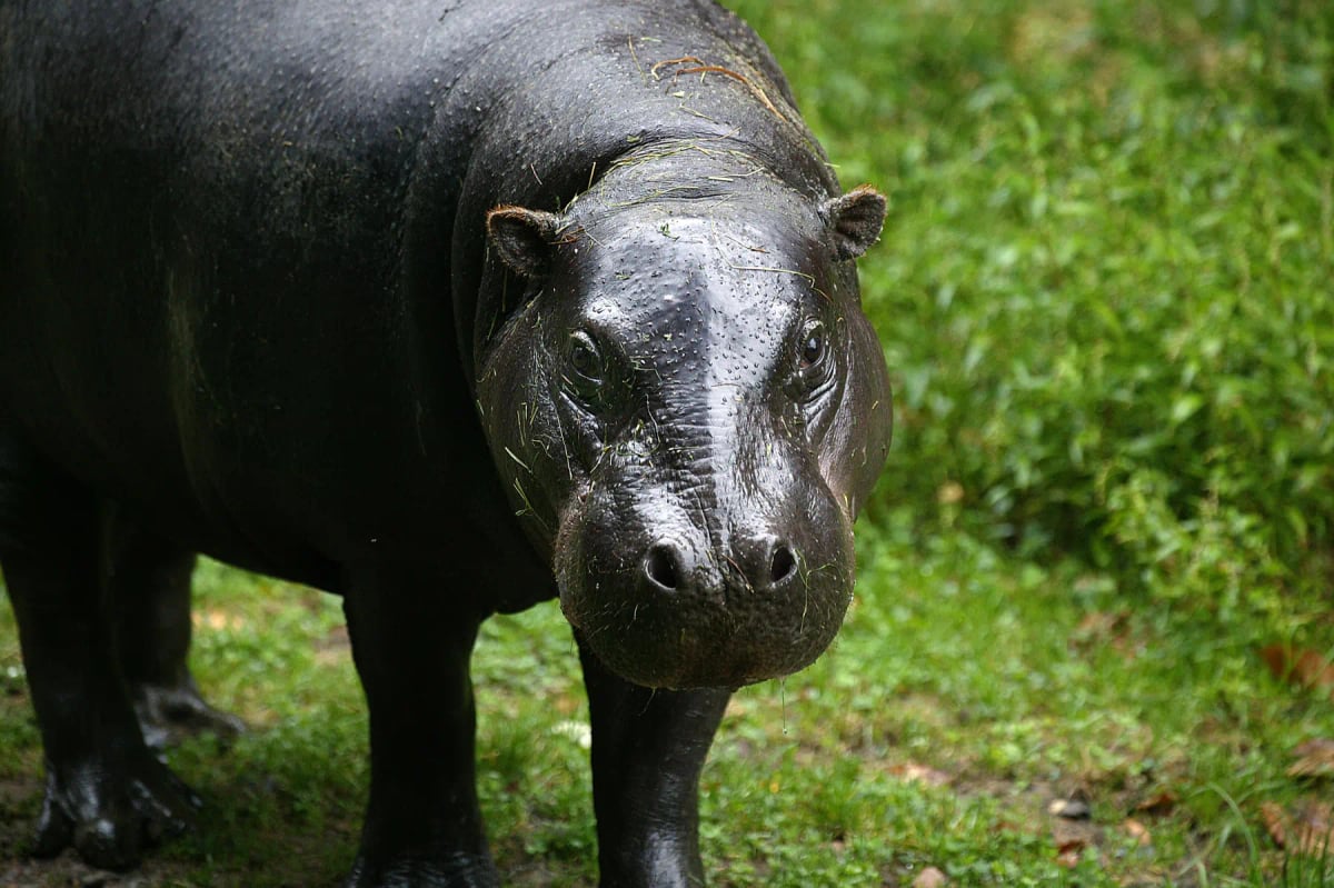 Photo by slowmotiongli on iStock Pygmy Hippo in the wild