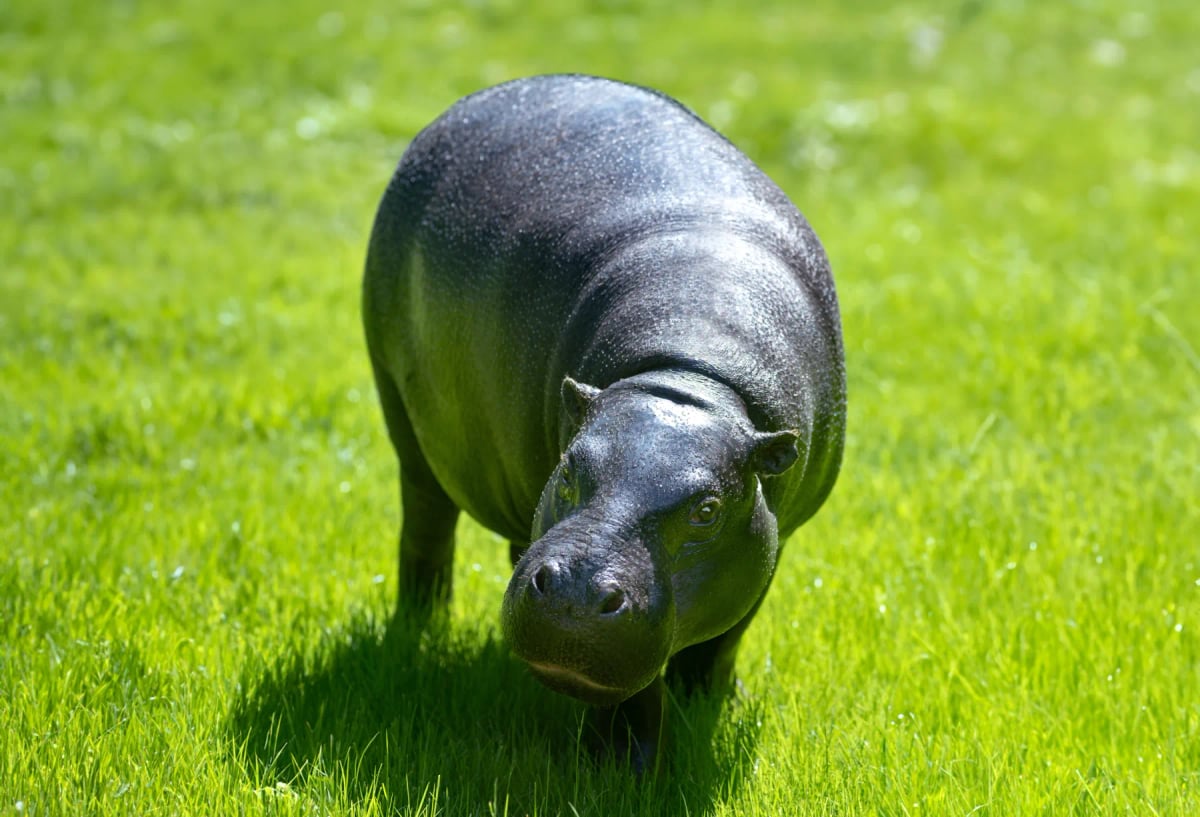 Pygmy Hippo in the wild