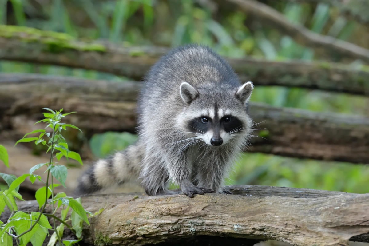 Photo by Ildiko Laskay on iStock Raccoon in the wild