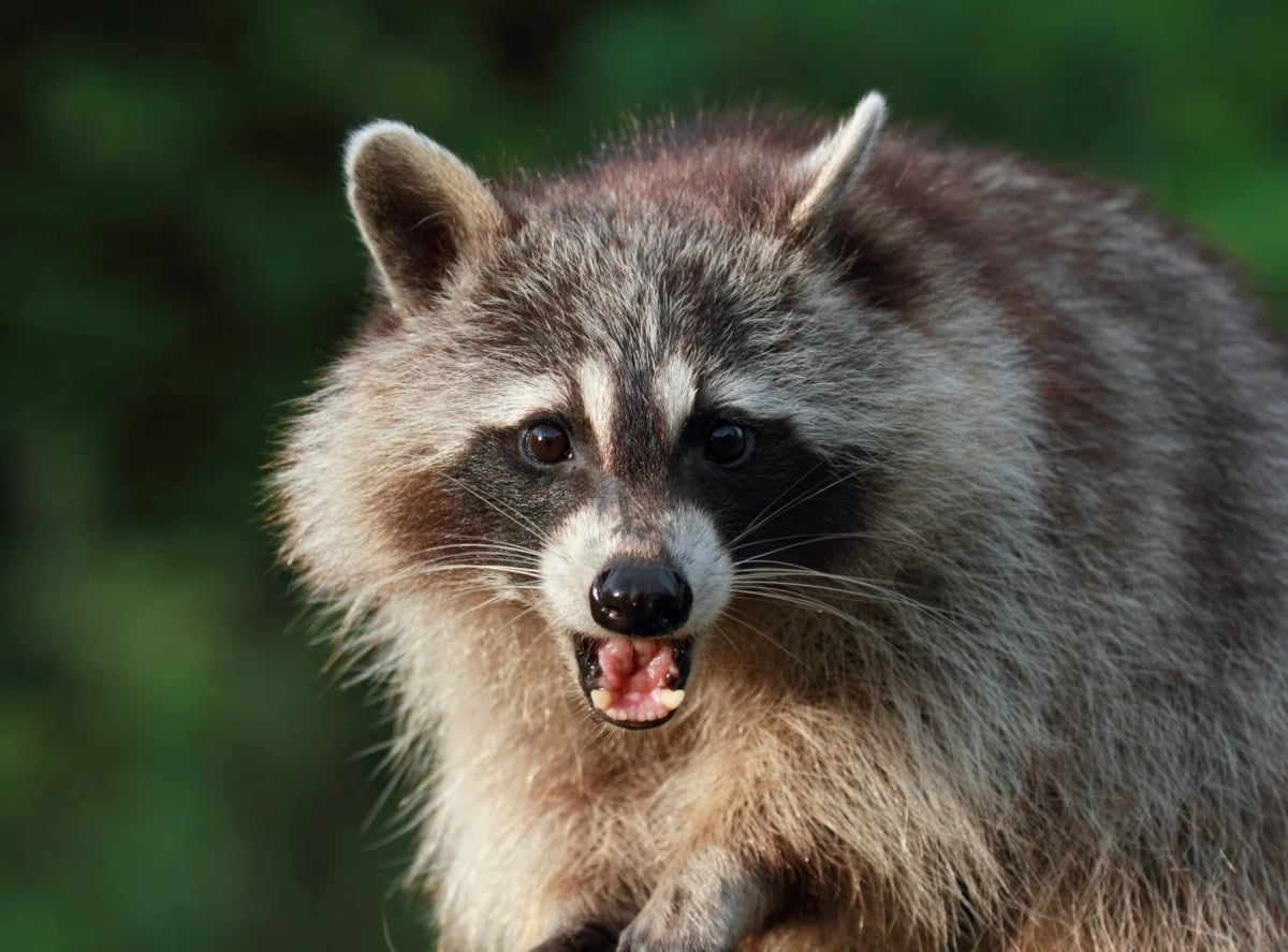Raccoon in the wild
