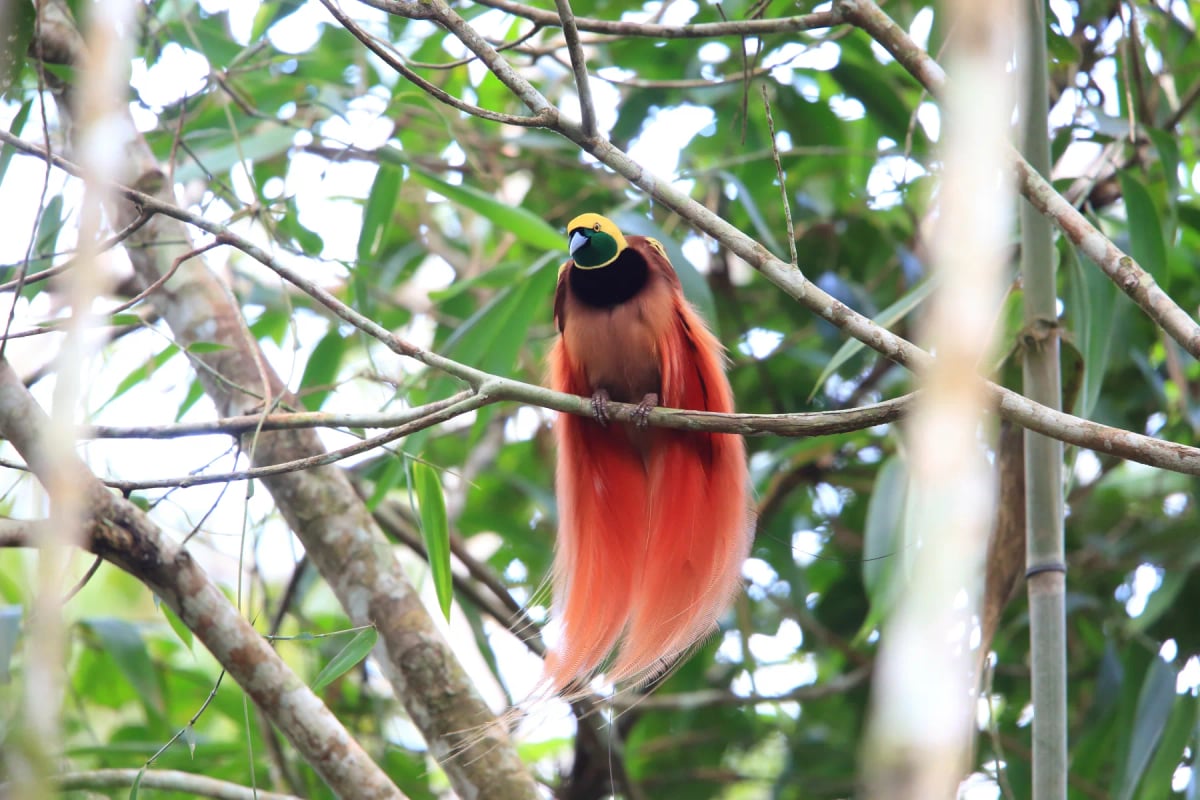 Raggiana Bird of paradise