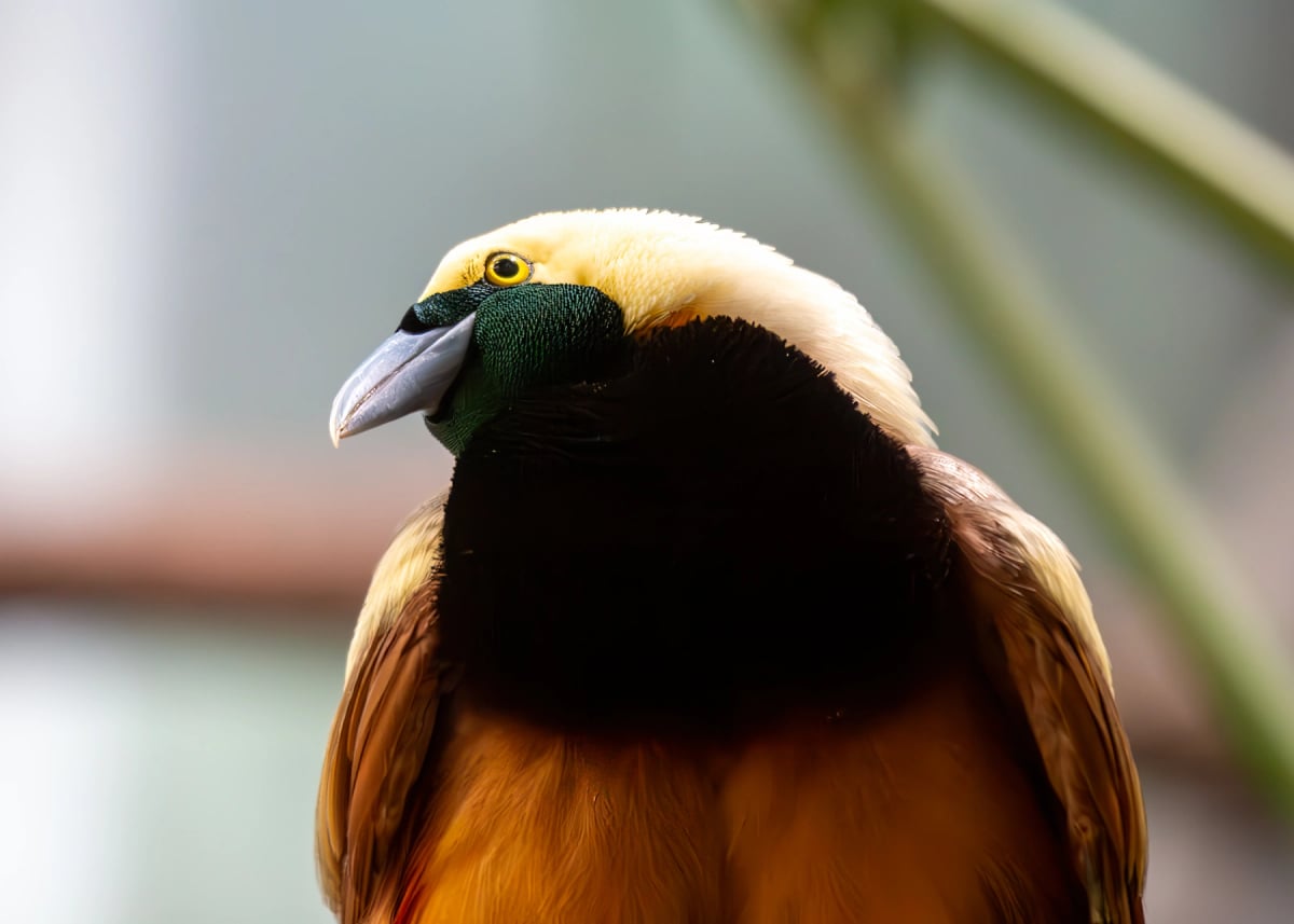Photo by fluffandshutter on iStock Raggiana Bird of paradise in the wild