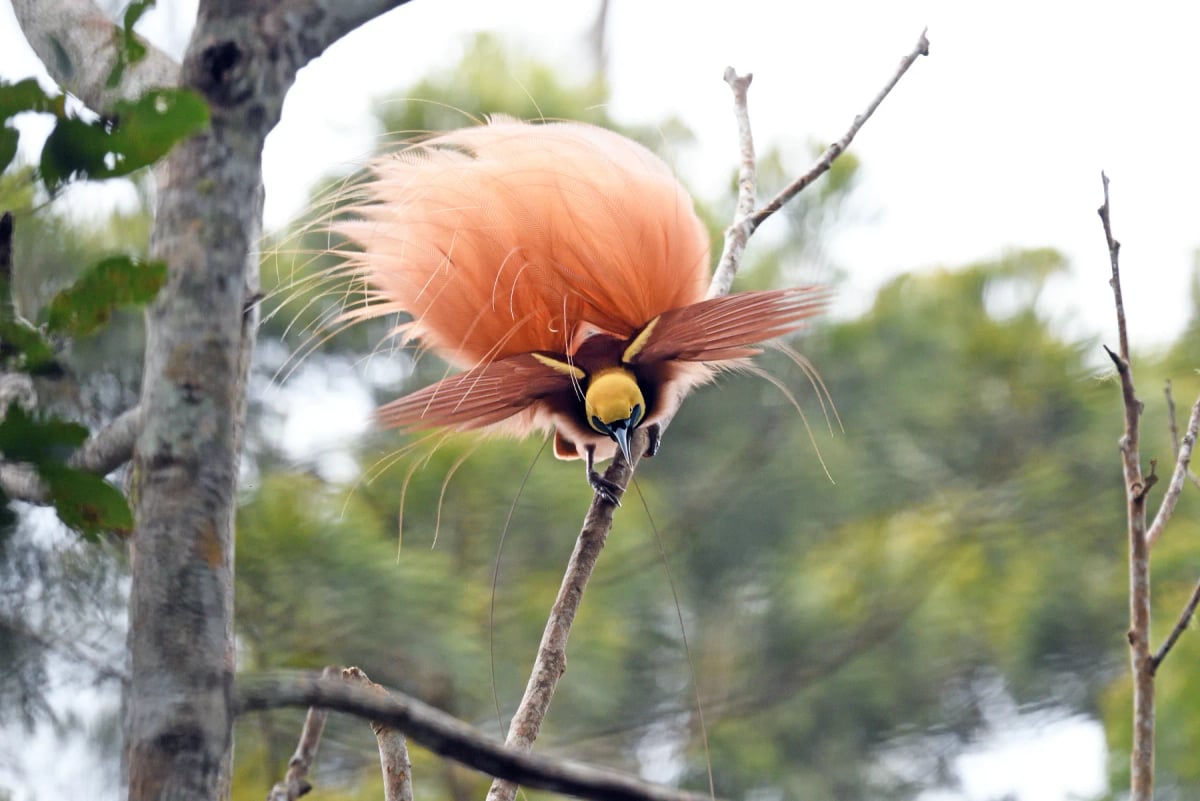 Raggiana Bird of paradise in the wild