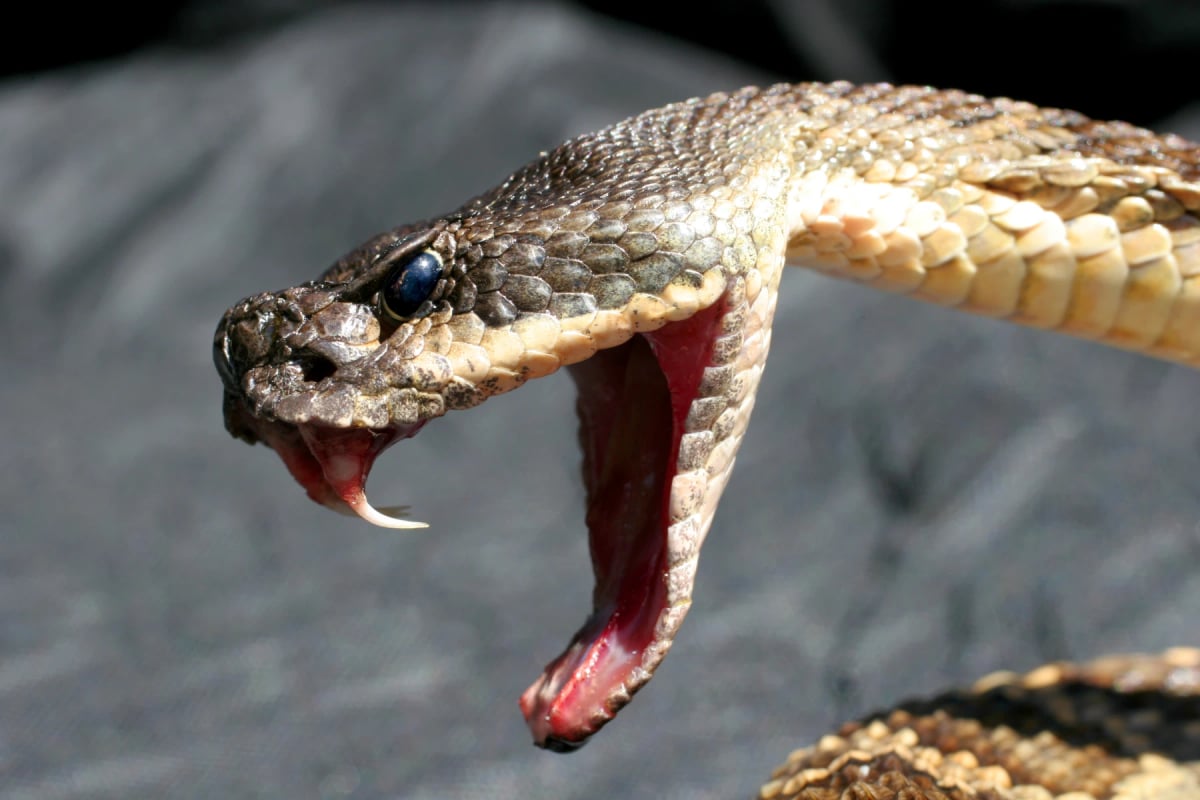 Photo by Gervase Laundrie on iStock Rattlesnake in the wild