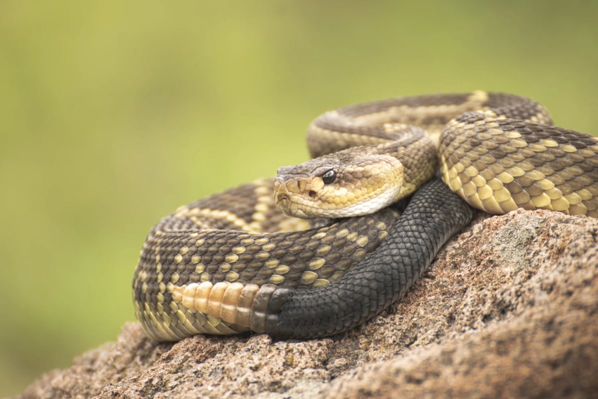 Rattlesnake in the wild