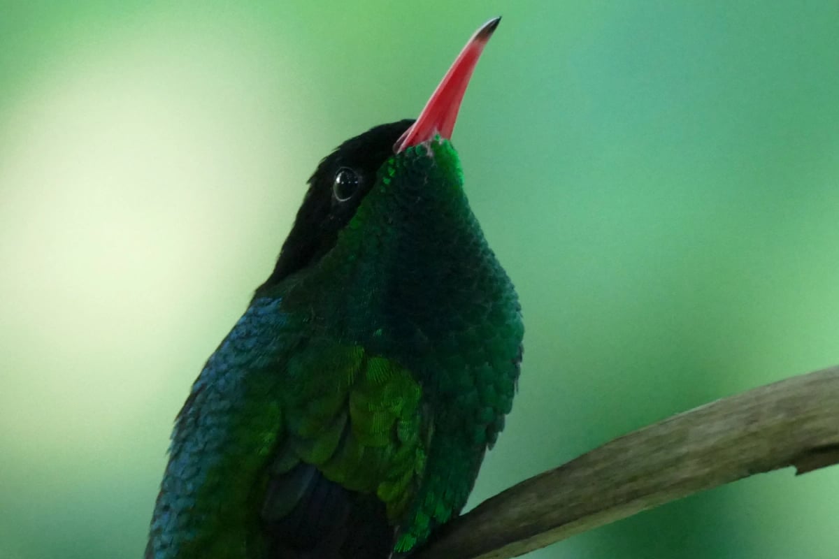 Photo by Wirestock on iStock Red billed Streamertail in the wild