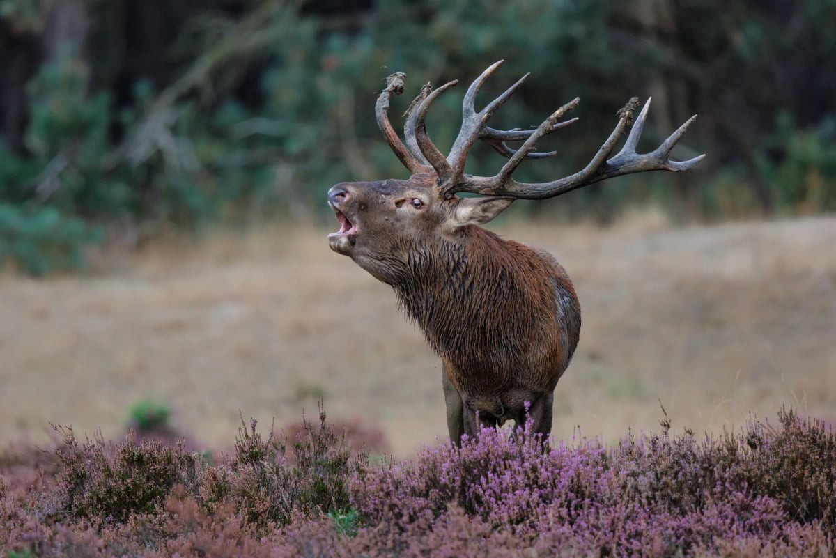 Photo by Henk Bogaard on iStock Red Deer in the wild