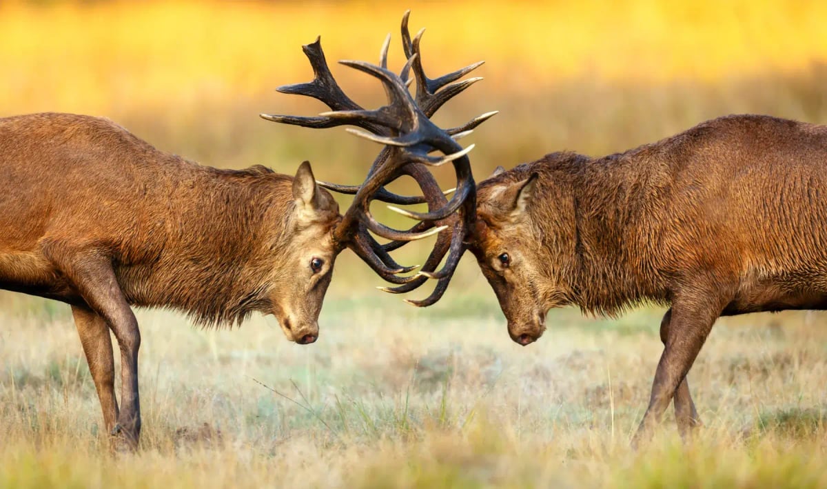 Red Deer in the wild