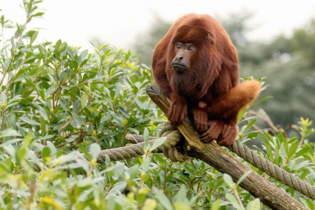 Red Howler Monkey