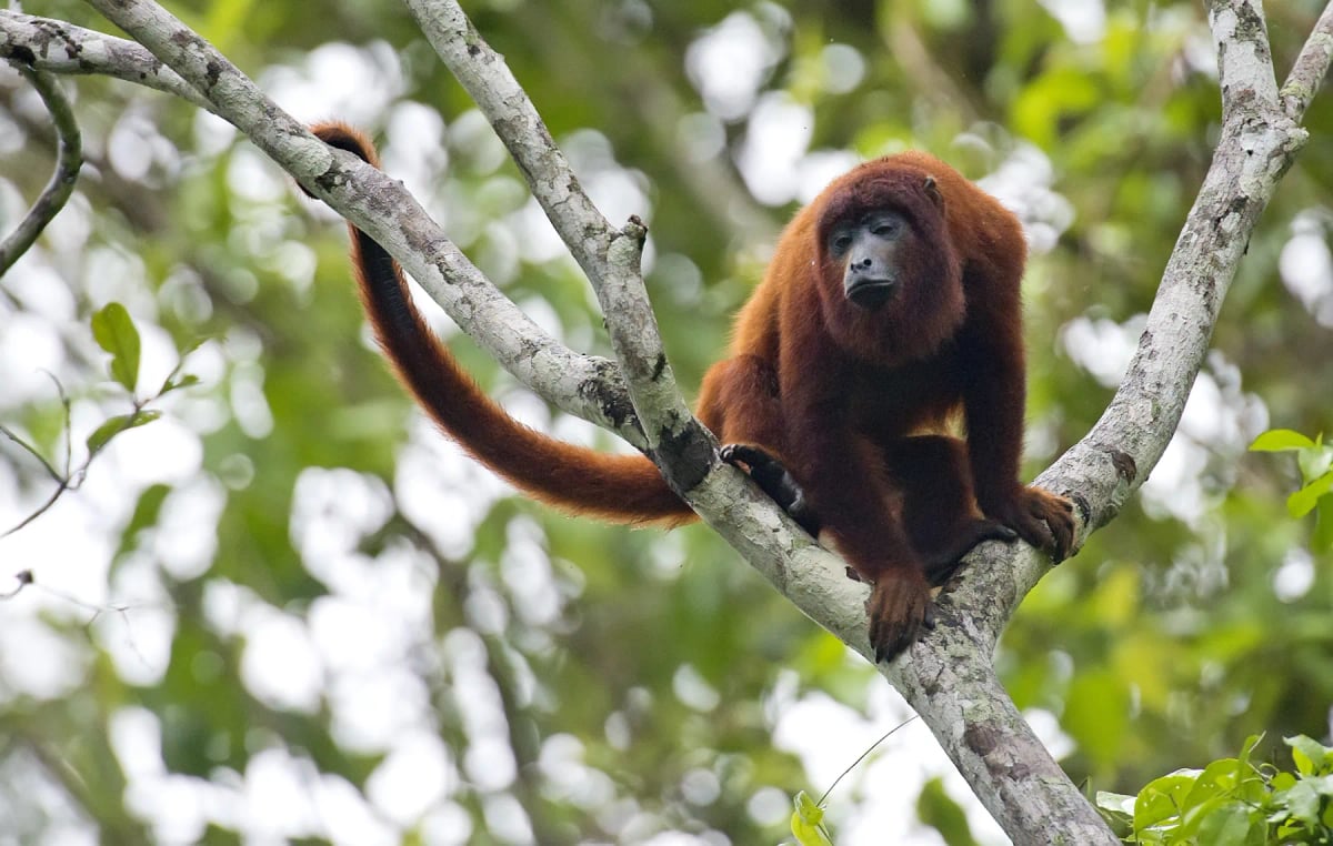 Photo by webguzs on iStock Red Howler Monkey in the wild