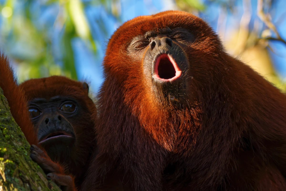 Red Howler Monkey in the wild