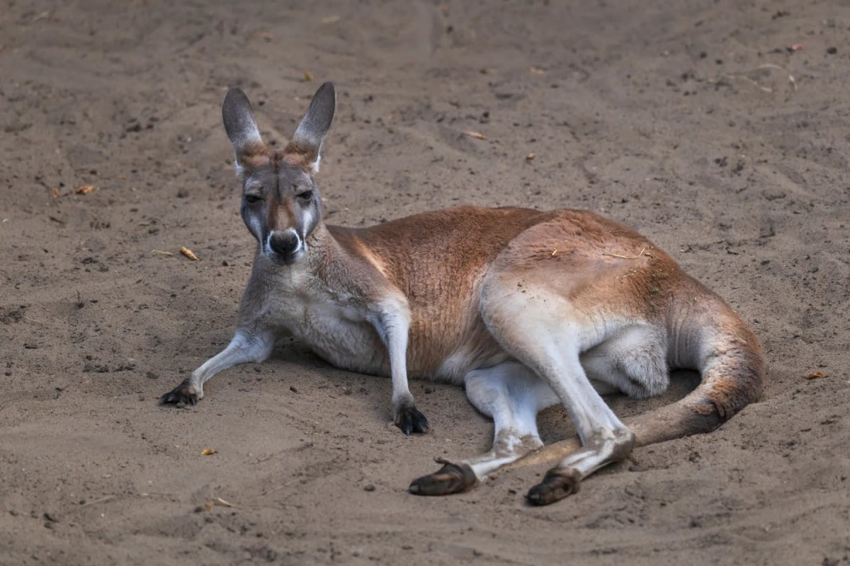 Photo by Artur Bogacki on iStock Red Kangaroo in the wild