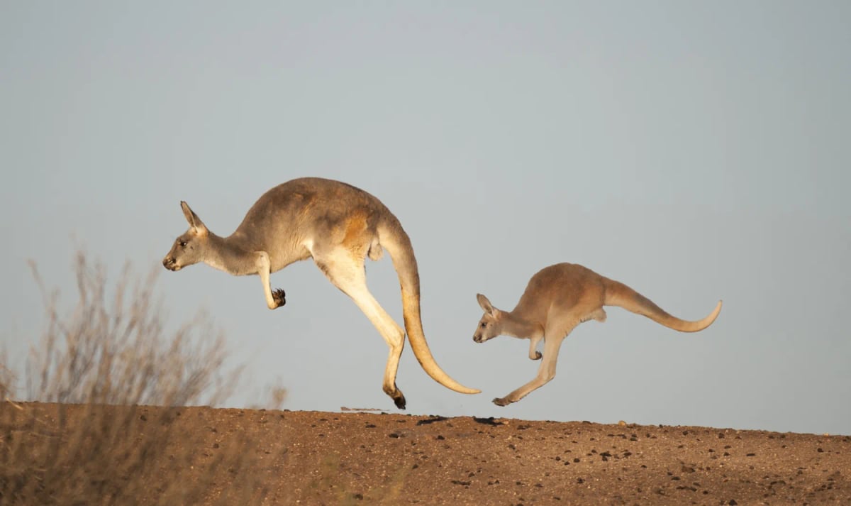 Red Kangaroo in the wild