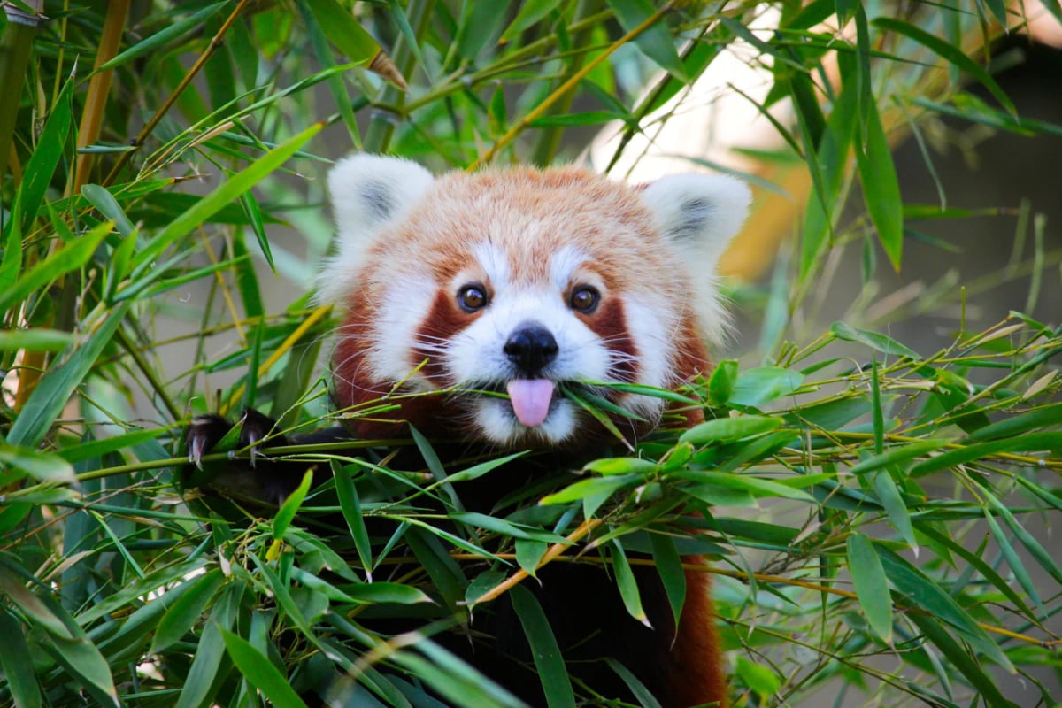 Photo by Wirestock on iStock Red Panda in the wild