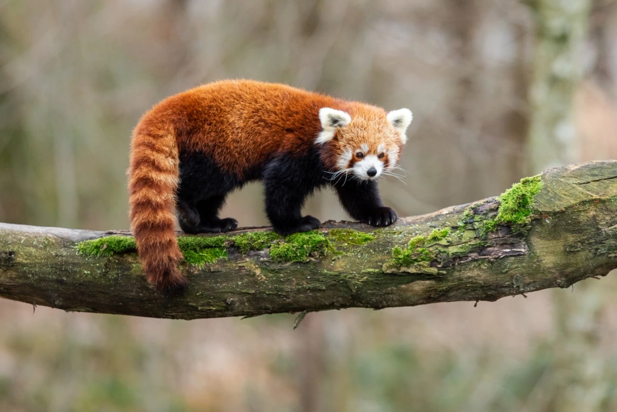Red Panda in the wild