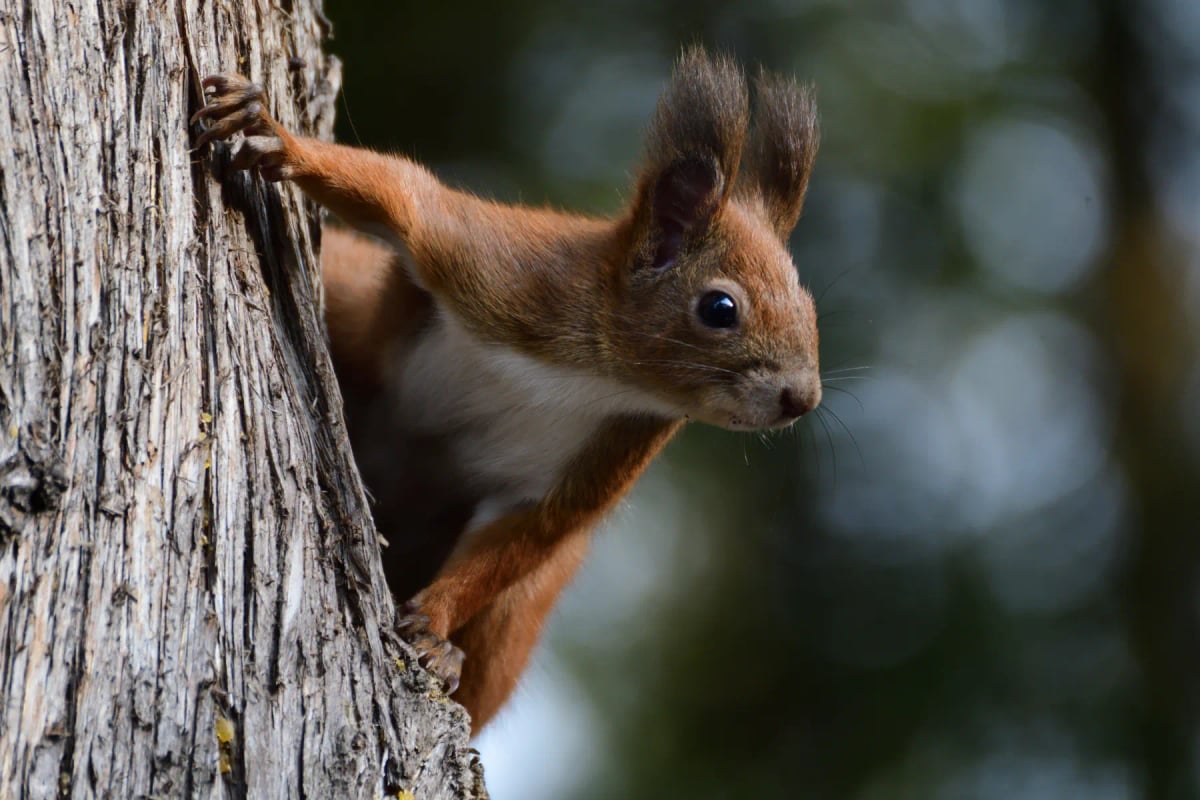 Photo by Pavol Klimek on iStock Red Squirrel in the wild